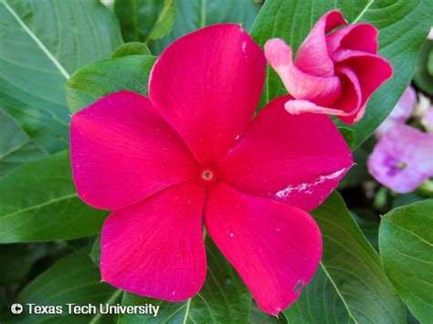 Vinca, Madagascar Periwinkle | Herbaceous Plant Finder | Comprehensive ...