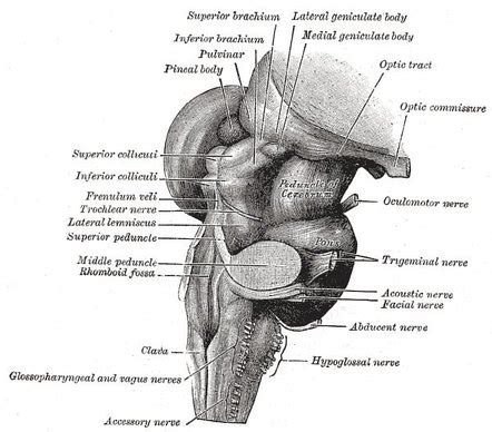 Brainstem Anatomy Mri