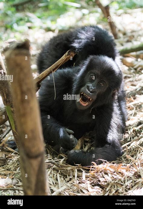 Baby Mountain Gorilla Rwanda Stock Photo - Alamy