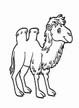 Two Humped Camel Coloring Page  Free Printable Pages sketch template