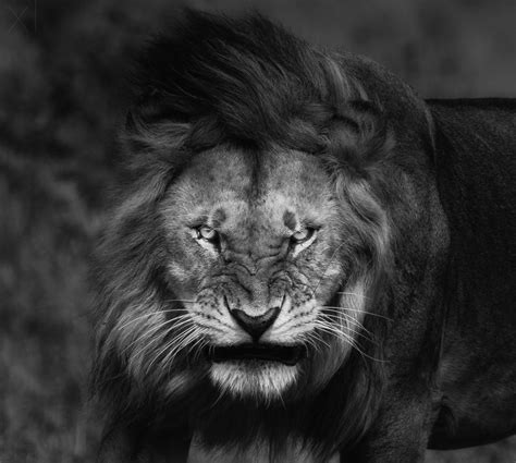 nature, Lion, Big Cats, Fury, Angry, Portrait, Monochrome, Animals, King Wallpapers HD / Desktop ...