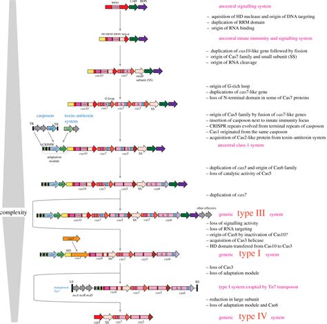 Origins and evolution of CRISPR-Cas systems | Philosophical ...