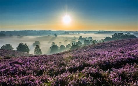 Download wallpapers Hoge Veluwe, summer, fog, De Hoge Veluwe National Park, Gelderland ...