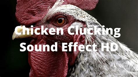 Chicken Clucking Sound Effect HD - YouTube