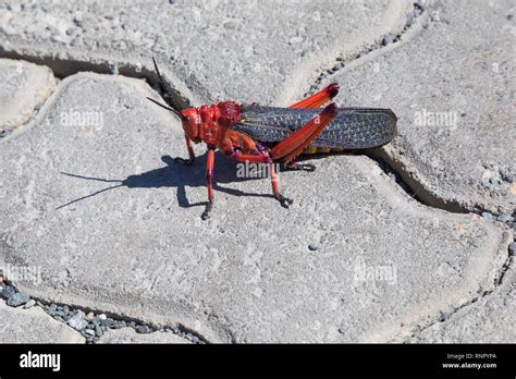 Common locust hi-res stock photography and images - Alamy