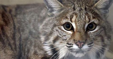 New Jersey woman can bring pet bobcat home