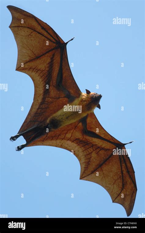 Flying Fox (Pteropus giganteus) flying in Sri Lanka Stock Photo - Alamy