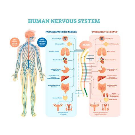 Autonomic Failure Diagnosis - Finapres