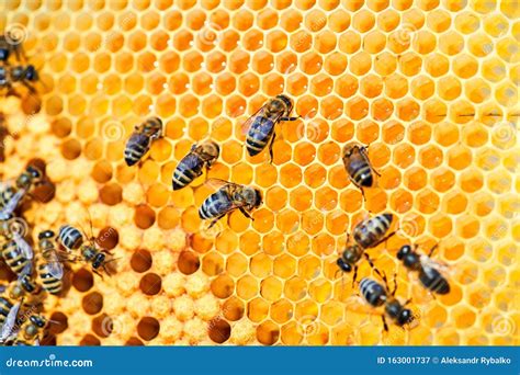 Macro Photo of a Bee Hive on a Honeycomb with Copyspace. Bees Produce Fresh, Healthy, Honey ...