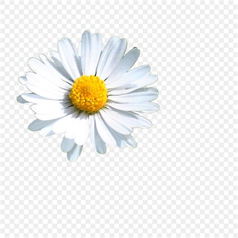 국화 꽃, 국화 꽃, 꽃, 하얀 PNG 일러스트 및 이미지 에 대한 무료 다운로드 - Pngtree