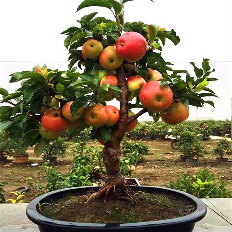 50 pcs very rare dwarf apple tree sweet fruit planted fruit trees seeds | Home & Garden, Yard ...