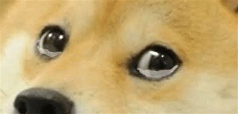 Doge Meme Crying GIF - Sympathy Sad Broken - Discover & Share GIFs