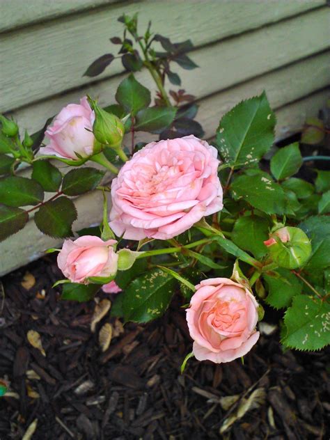 miniature rose bush I planted in memory of my dad is blooming like mad ...