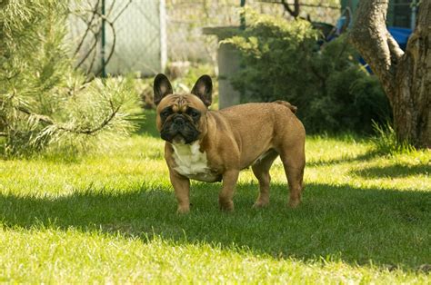 French Bulldog Tail Docking Debunked