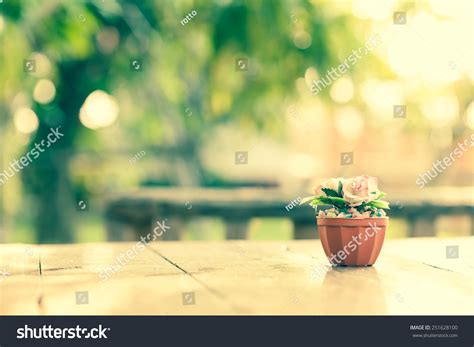 Rose Flower On Blur Garden Background Stock Photo 251628100 | Shutterstock