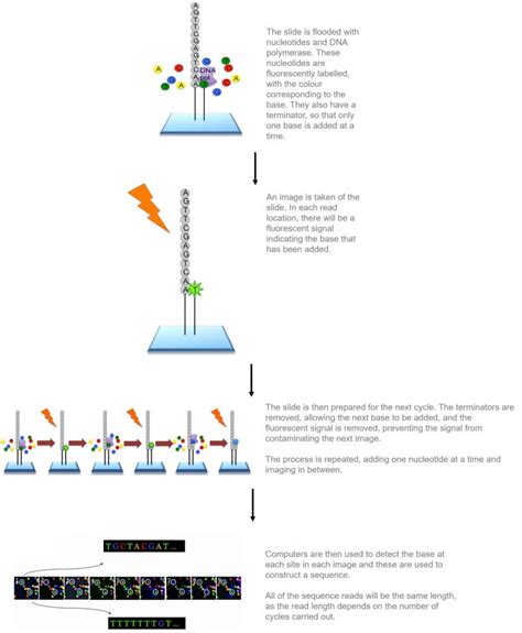 Illumina sequencing | Functional genomics II