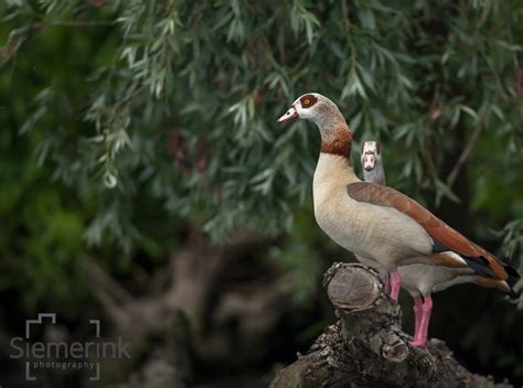 Wildlife the Netherlands – Siemerink Photography