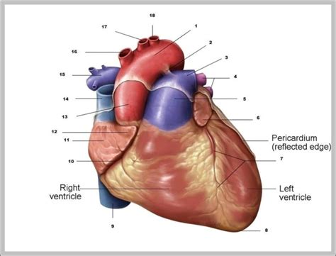 Heart Auricle Image | Anatomy System - Human Body Anatomy diagram and chart images