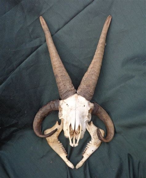 4 Horn Jacob Sheep Skull by 2wetherornot on Etsy