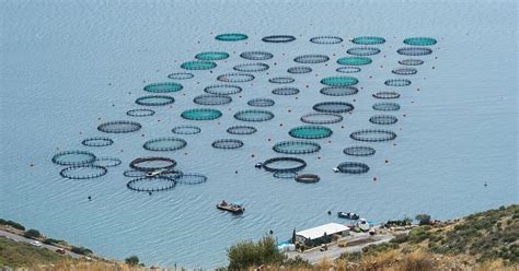 What Is Mariculture and What Are Its Environmental Effects?