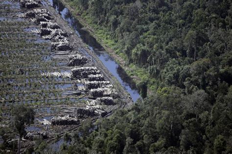 Forests - the Best Carbon Sink Available: Let's Keep it That Way - Sustainability Action Network