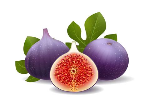 Realistic purple figs By vectortatu | TheHungryJPEG