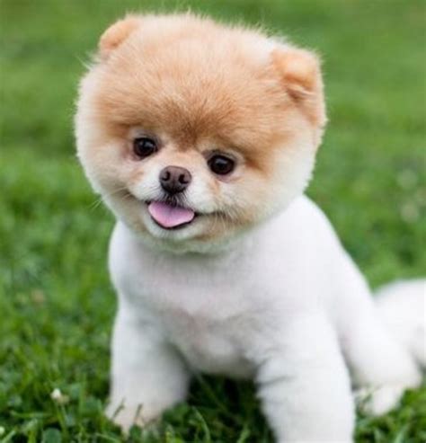 What Kind of Breed is Boo, the Cutest Dog in the World? | HubPages