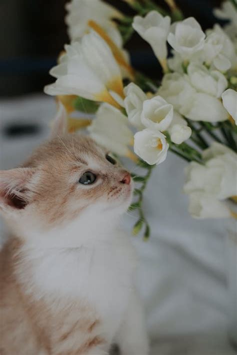 Cute Kitten with Flowers · Free Stock Photo