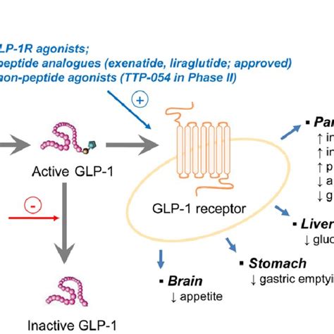 Structure of the GLP-1-bound ECD of the GLP-1R. A, stereoview of GLP-1 ...