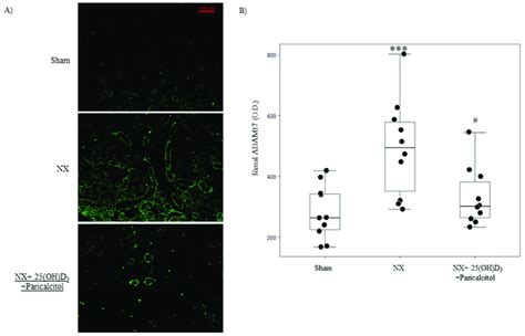 Vitamin D prevents uremia-induced increases in renal ADAM17 protein.... | Download Scientific ...