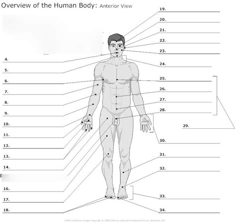 Anatomical landmarks: ANTERIOR VIEW Diagram | Quizlet