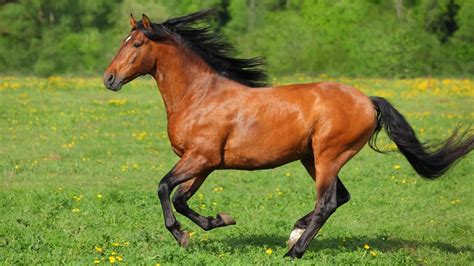 Do Dogs Switch Gaits Like Horses