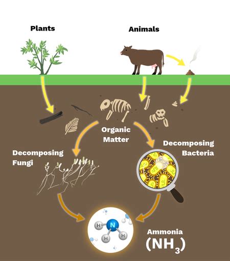 Ammonification Nitrogen Cycle