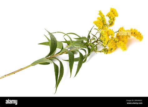 Goldenrod flowers isolated on white background Stock Photo - Alamy