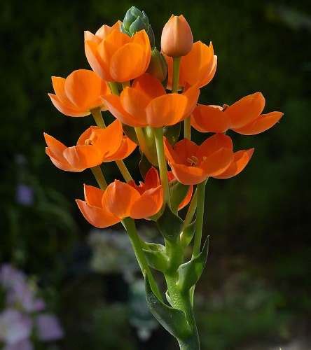 Orange Star Plant (Ornithogalum Dubium): Care and Growing Guide (Pictures)