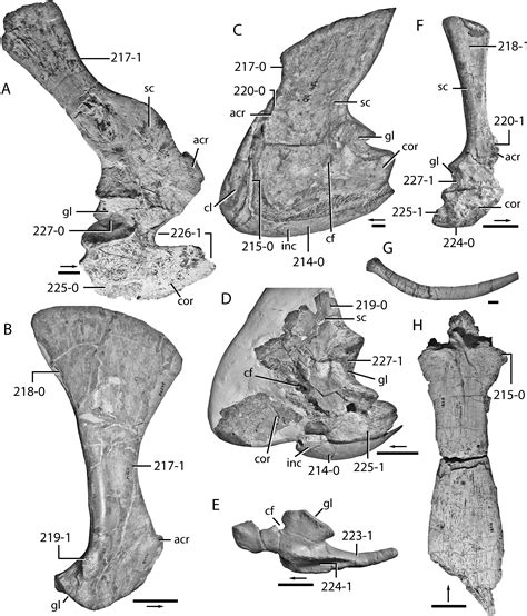 The Early Evolution of Archosaurs: Relationships and the Origin of ...