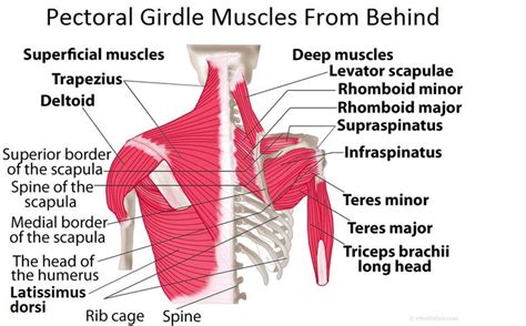 Pectoral Girdle Anatomy: Bones, Muscles, Function, Diagram | Scapula, Shoulder muscles, Muscle ...