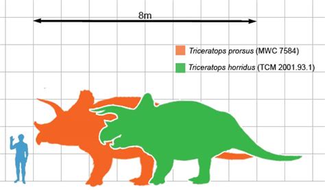 19 Spiky Triceratops Facts For Kids - JellyQuest