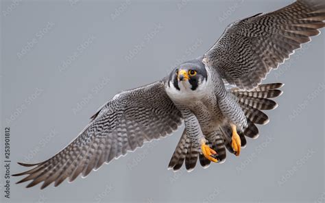 Peregrine Falcon Stock Photo | Adobe Stock