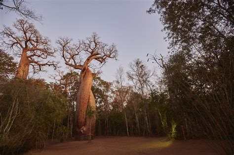 Protecting the Habitat of Madame Berthe's Mouse Lemur within the Menabe Antimena Protected Area ...