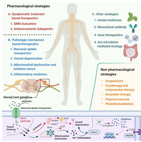 Chemotherapy-Induced Peripheral Neuropathy | Encyclopedia MDPI