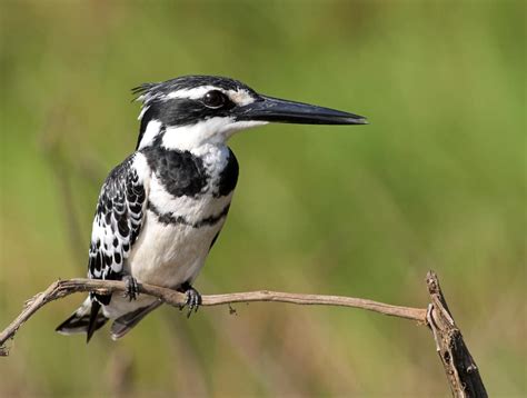 Pied Kingfisher, Ceryle rudis, male – Focusing on Wildlife