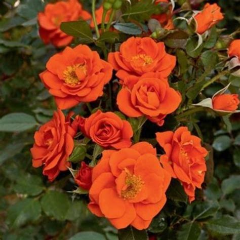 Buy Rose Miniature (Orange) flower plant online at plantsguru.com