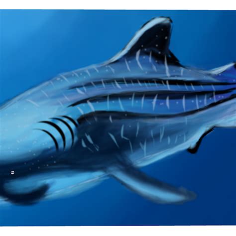 Whale Shark » drawings » SketchPort