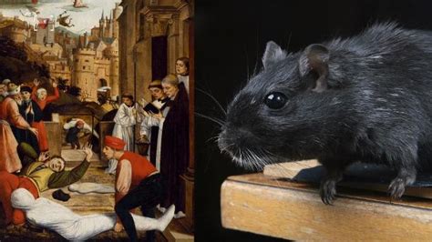 Rats may not have been the cause of the Black Plague