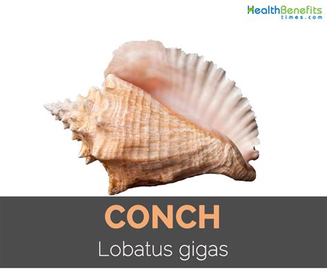 Conch Facts and Nutritional Value