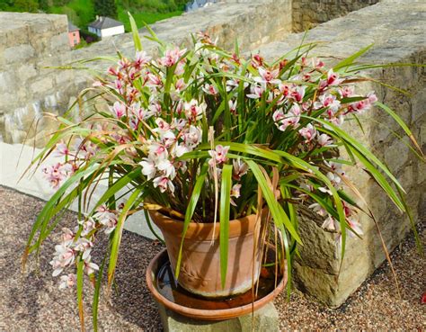 Cymbidium (Boat Orchid): Care Guide & Pictures - Brilliant Orchids