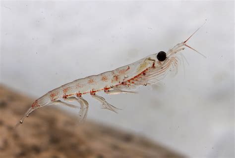 Antarctic krill are surprisingly resilient to ocean acidification - Earth.com