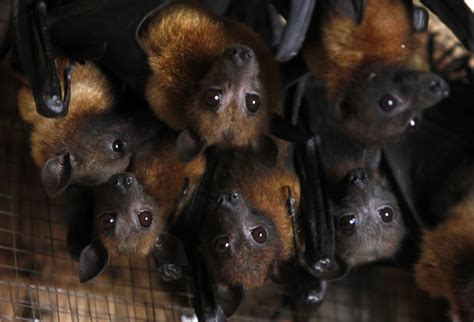 Australian town overrun by 100,000 bats creating chaos