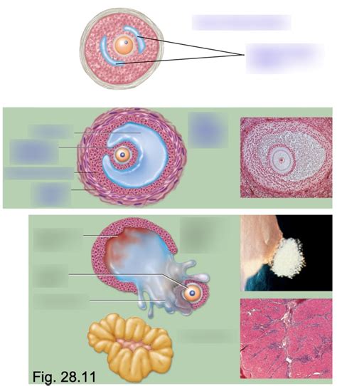 Folliculogenesis Diagram | Quizlet